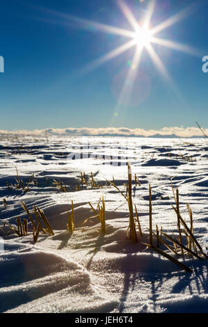 Nahaufnahme von Gerste Stoppeln im Schnee bedeckt Feld mit einem Platzen der Sonne und blauen Himmel im Hintergrund; Alberta, Kanada Stockfoto