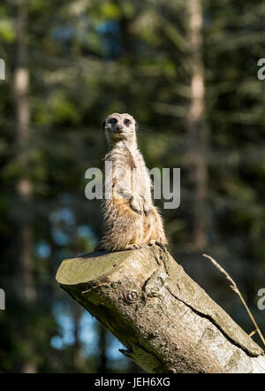 Ein Erdmännchen (Suricata Suricatta) sitzt wachsam und aufmerksam auf einem Baumstamm; North Yorkshire, England Stockfoto