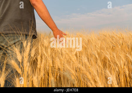 Mann zu Fuß durch Weizenfeld mit seiner Hand durch den Weizen; Val Marie, Saskatchewan, Kanada Stockfoto