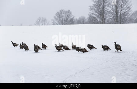 Wilde Truthähne (Meleagris Gallopavo) in einem Schneesturm; Fulford, Quebec, Kanada Stockfoto