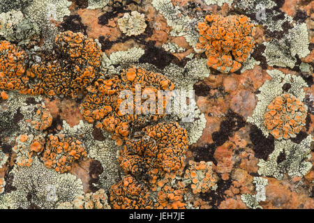 Flechten Sie auf Felsen, Wiesen Nationalpark; Saskatchewan, Kanada Stockfoto