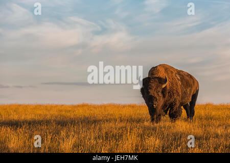 Bison (Bison Bison), Grasslands National Park; Saskatchewan, Kanada Stockfoto