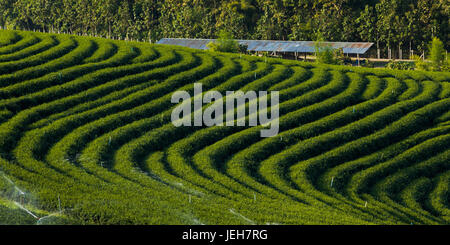 Tee-Plantage; Tambon Si Kham, Chang Wat Chiang Rai, Thailand Stockfoto