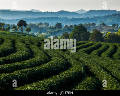 Tee-Plantage; Tambon Si Kham, Chang Wat Chiang Rai, Thailand Stockfoto