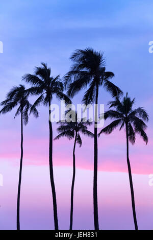 Fünf Kokosnuss-Palmen im Einklang mit Zuckerwatte Sonnenuntergang hinter; Honolulu, Oahu, Hawaii, Vereinigte Staaten von Amerika Stockfoto