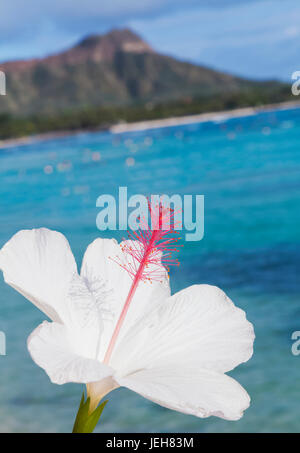 Nahaufnahme von einem weißen Hibiskusblüten mit Diamond Head und Waikiki Beach im Hintergrund; Honolulu, Oahu, Hawaii, Vereinigte Staaten von Amerika Stockfoto