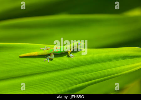 Ein Goldstaub-Taggecko (Phelsuma Laticauda) auf eine grüne Pflanze; Honolulu, Oahu, Hawaii, Vereinigte Staaten von Amerika Stockfoto