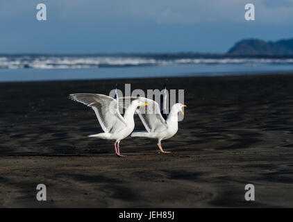 Balz Rituale durchführen Western Möwen (Larus Occidentalis) auf der Küste von Oregon; Hammond, Oregon, Vereinigte Staaten von Amerika Stockfoto