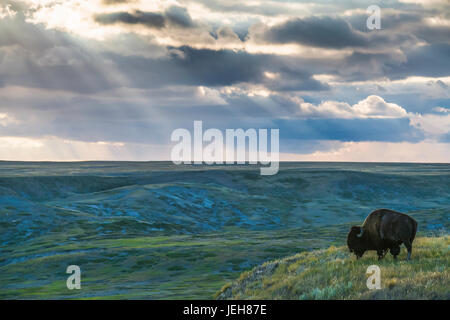 Ein einsamen Bison (Bison Bison) weidet auf den Kuppen des Grasslands National Park; Saskatchewan, Kanada Stockfoto