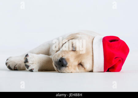 Ein Labrador-Welpe legt sich auf einen weißen Hintergrund mit Santa Hut; Anchorage, Alaska, Vereinigte Staaten von Amerika Stockfoto