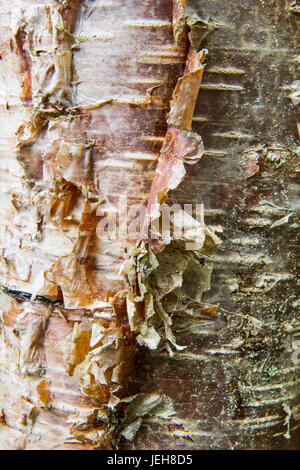 Detail der Birkenrinde peeling aus dem Stamm eines Baumes, Moose Pass, Süd-Zentral-Alaska; Alaska, Vereinigte Staaten von Amerika Stockfoto