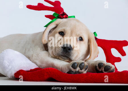 Ein Labrador-Welpe Festlegung auf eine Weihnachtsmütze Rot Rentier-Geweih am Kopf zu tragen; Anchorage, Alaska, Vereinigte Staaten von Amerika Stockfoto