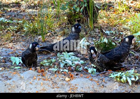 Der Carnaby Kakadus Gebäude vom Boden essen Stockfoto