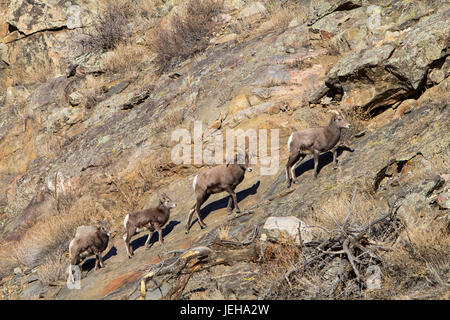 Eine Familie von Bighorn Schafe machen ihren Weg bis Big Thompson Canyon in Colorado. Stockfoto