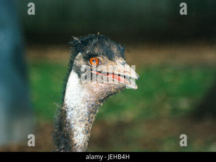 EMU australischen Vogel 2004 größte einheimische Vogel in Australien Stockfoto