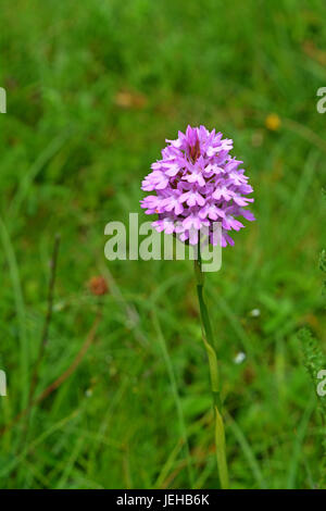 Nahaufnahme von einem Pyramiden-Orchidee In Thurlbear Wäldern, Somerset, Großbritannien Stockfoto