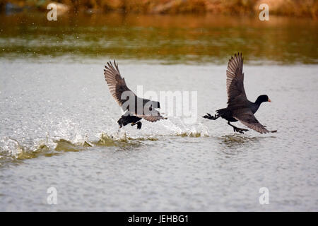 Eurasische Blässhuhn ausziehen Stockfoto