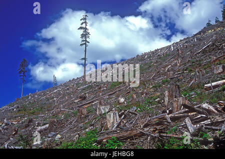 Luftaufnahme über Kahlschlag Wald, Kanada Stockfoto