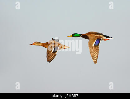 Stockente männlich und weiblich fliegen Stockfoto