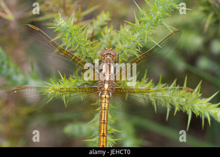 Nahaufnahme des weiblichen gekielt Abstreicheisen Libelle (Orthetrum Coerulescens) Stockfoto