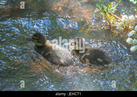 Duckings der zwei Stockenten (Anas Platyrhynchos) in einem Fluss schwimmen Stockfoto