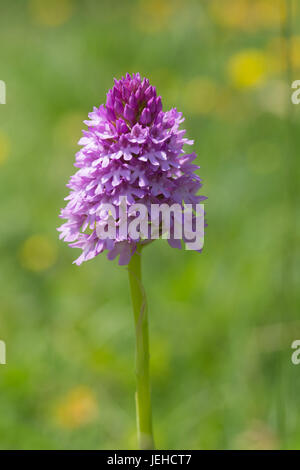 (Anacamptis pyramidalis), Großbritannien Stockfoto