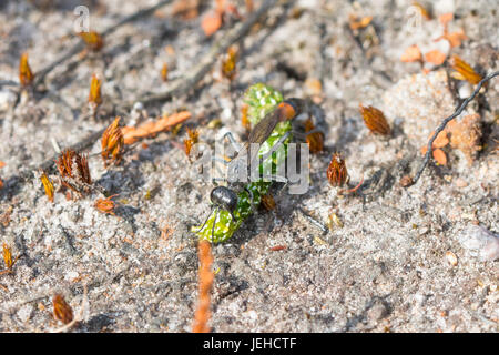 Sand Wasp (Ammophila Pubescens) mit einer schönen gelben Underwing Falter Raupe (Anarta Myrtilli) - Bereitstellung ihr Nest - in Surrey, Großbritannien Stockfoto