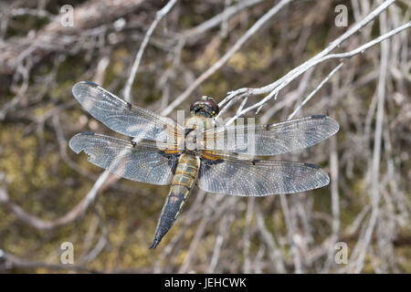 Nahaufnahme des vier-spotted Chaser Libelle (Libellula Quadrimaculata) Stockfoto