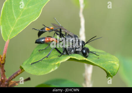 Nahaufnahme der Paarung Sand Wespen (Ammophila Pubescens) Stockfoto