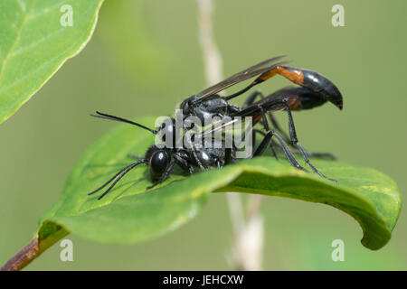 Nahaufnahme der Paarung Sand Wespen (Ammophila Pubescens) Stockfoto