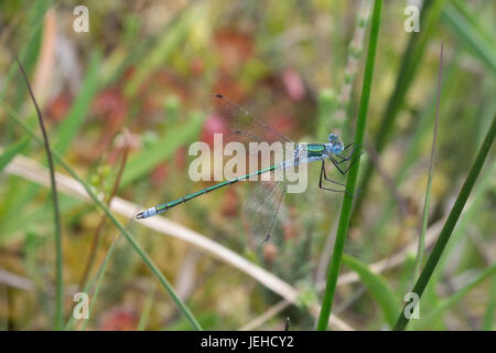 Emerald Damselfly (Lestes Sponsa), auch bekannt als die gemeinsame spreadwing Stockfoto