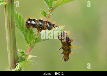 Knot Grass Moth Raupe (Acronicta Rumicis Larve) Stockfoto