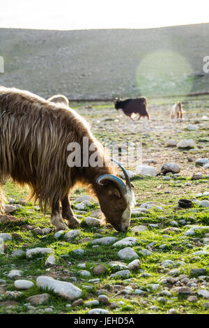 Mutter Ziege Stockfoto