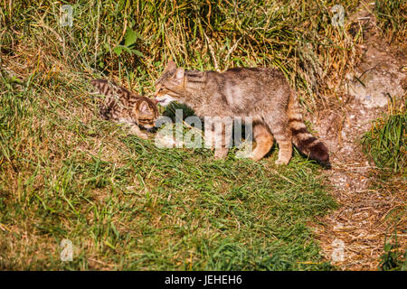 Einheimische britische Tierwelt: schottische Wildkatze (Felis Silvestris), Mutter und 2 Monate altes Kätzchen von Den britischen Wildlife Centre, Newchapel, Surrey, UK Stockfoto