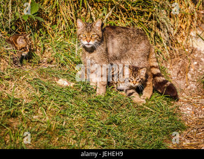 Einheimische britische Tierwelt: schottische Wildkatze (Felis Silvestris), Mutter und 2 Monate altes Kätzchen von Den britischen Wildlife Centre, Newchapel, Surrey, UK Stockfoto