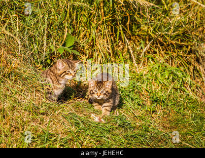 Einheimische britische Tierwelt: schottische Wildkatze (Felis Silvestris), paar zwei Monate altes Kätzchen, British Wildlife Centre, Newchapel, Lingfield, Surrey, UK Stockfoto