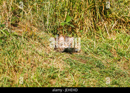 Einheimische britische Tierwelt: schottische Wildkatze (Felis Silvestris), British Wildlife Centre, Newchapel, Lingfield, Surrey, UK (Leiter der 2 Monate altes Kätzchen) Stockfoto