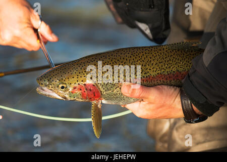 Angler entfernt Einen Angelhaken aus der Mündung Einer Regenbogenforelle, bevor er sie wieder in den Kvichak River in der Nähe von Iliamna Lake, Bristol Bay Region, ... Stockfoto