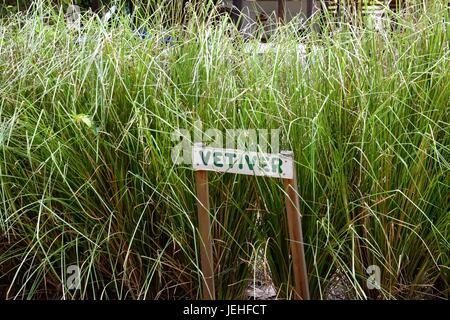 Ein Haufen Vetiver (Chrysopogon zizanioides) in Belize Stockfoto