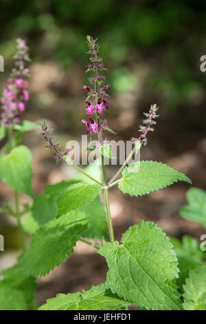 Hedge Woundwort oder Wald-Ziest, Niederwendischen Sylvatica, mit lila Blüten Stockfoto