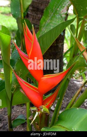 Nahaufnahme einer roten Hummer-Kralle-Blume (Heliconia stricta) in Belize. Stockfoto