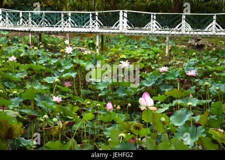 Lotus-Garten Stockfoto