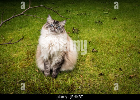 Glücklich lächelnd Ragdoll (Seal Lynx Tabby Mitted) Rassekatze sitzen im Freien auf einem Rasen in die Kamera schaut. Stockfoto