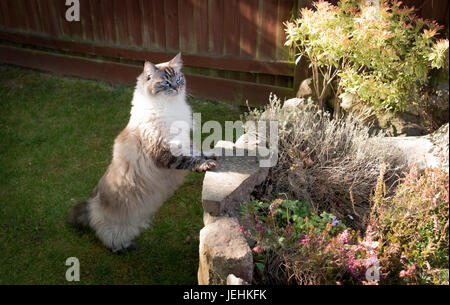 Rassekatze Ragdoll (Seal Lynx Mitted Tabby) stehend auf zwei Beinen im Freien mit Blick auf eine Steinmauer. Stockfoto