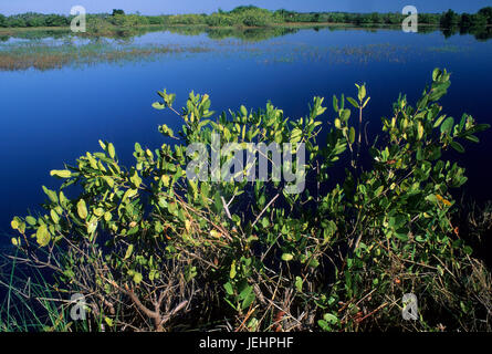 Mangroven entlang der schwarzen Punkt Wildlife Drive, Merritt Island National Wildlife Refuge, Florida Stockfoto