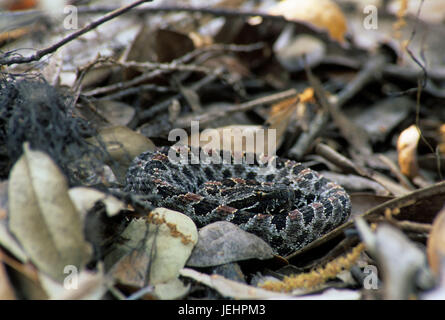 Altrosa pygmy Rattlesnake, Myakka River State Park, Florida Stockfoto