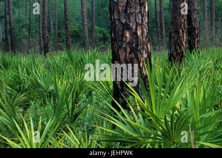 Pinienwald, Okefenokee National Wildlife Refuge, Georgien Stockfoto