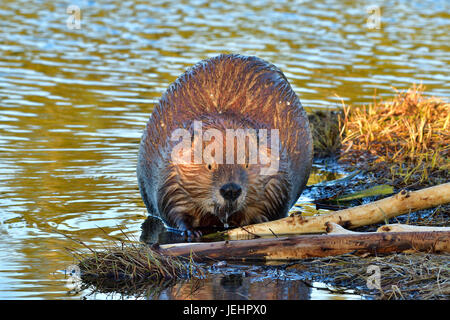 Ein Bild von einem wilden Biber (Castor Canadenis) Fütterung auf einige Espe Äste an Maxwell Lake in Hinton Alberta Kanada Stockfoto
