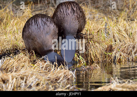 Das hintere Ende von zwei Bibern 'Castor canadensis'; am Ufer mit ihren Schwänzen Stockfoto
