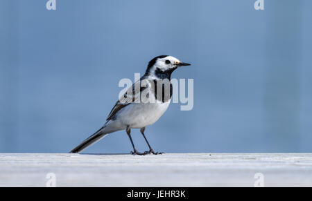 Eine Bachstelze Vogel an den Rand des Stegs an einem See in Finnland an sonnigen Sommernachmittag Stockfoto